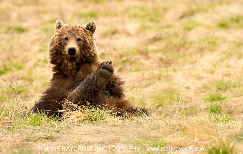GB3401_Grizzly_Bear_Mark_Raycroft Large.jpeg