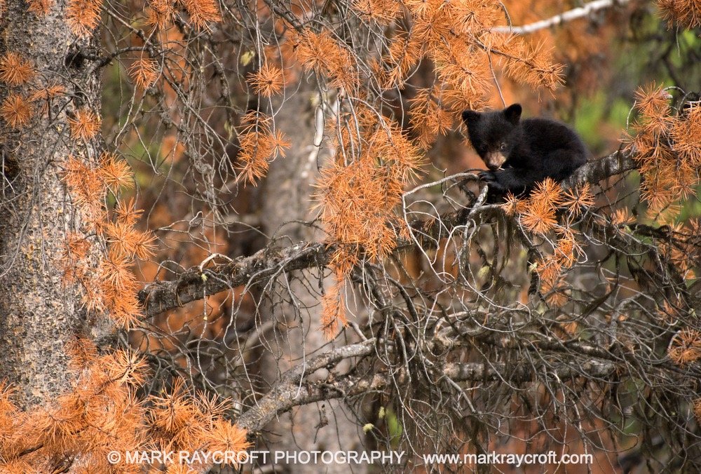 UA6501_Black_Bear_Mark_Raycroft Large.jpeg