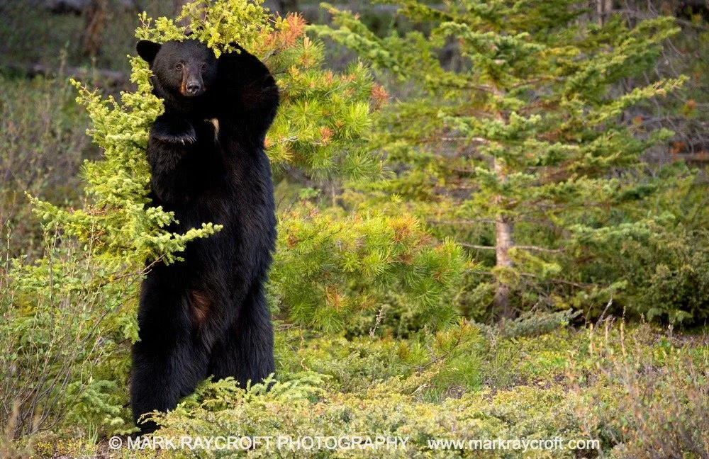 UA6062_BBear_MR Large.jpeg