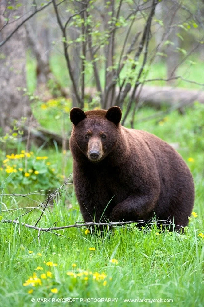 UA3125_BBear_MR Large.jpeg