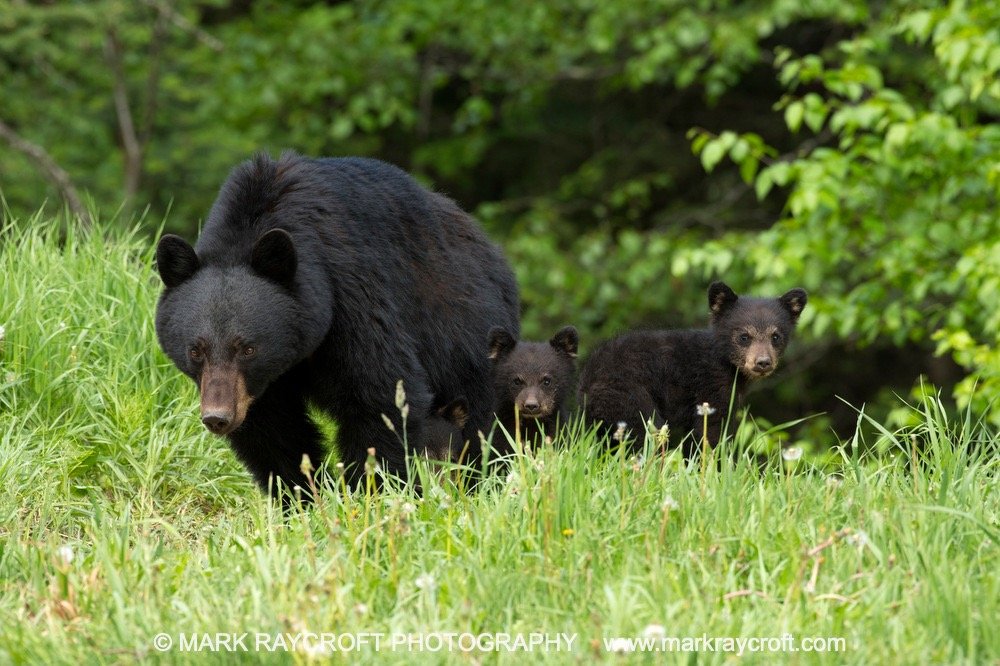 UA7714_Black_Bear_Mark_Raycroft Large.jpeg