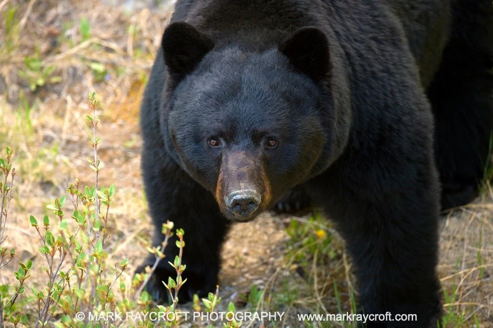 UA6046_Black_Bear_Mark_Raycroft Large.jpeg