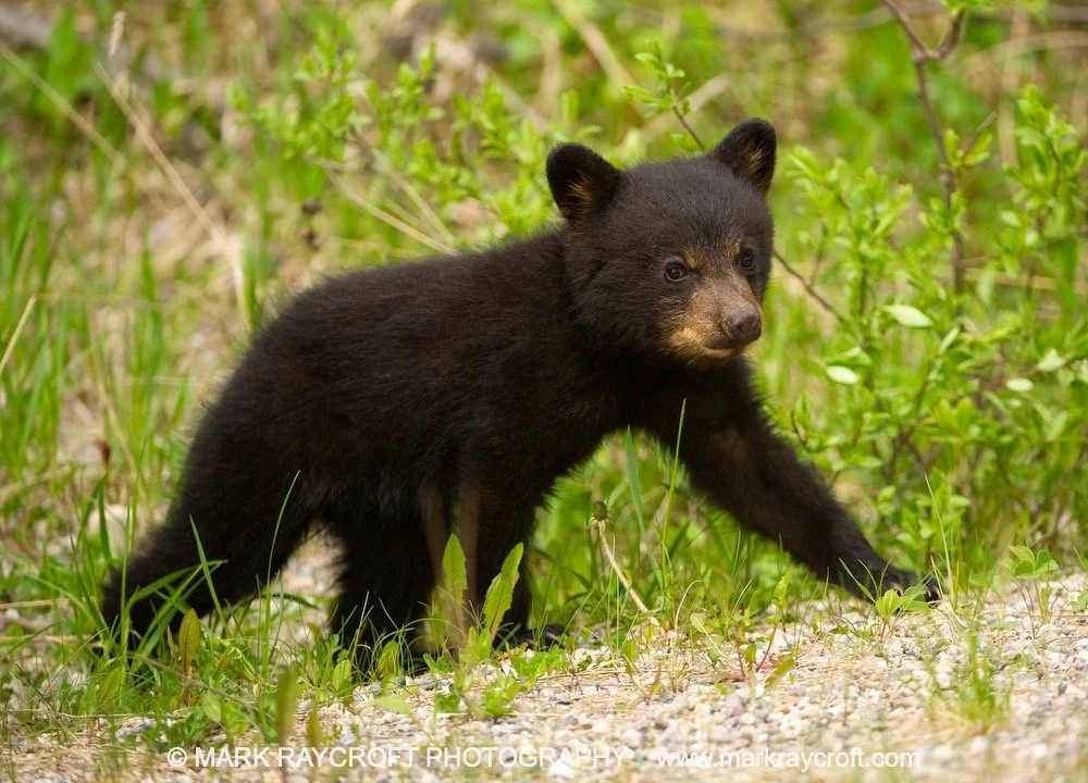 UA5227_Black_MR Large.jpeg