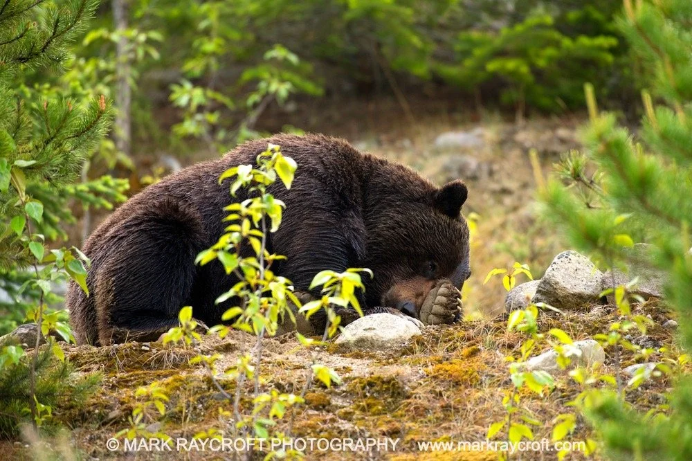 GB3847_Griz_MR Large.jpeg