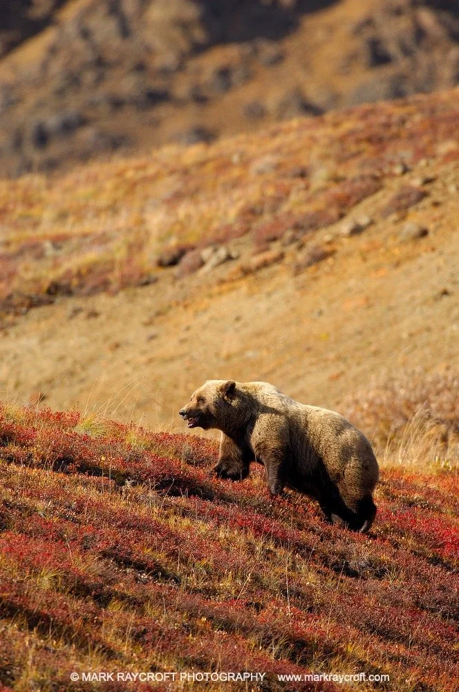 GB2026_Grizzly_Bear_Mark_Raycroft Large.jpeg