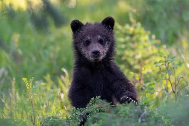 Cub_2.jpg-2025-7-31 21.43.44 Medium.jpeg