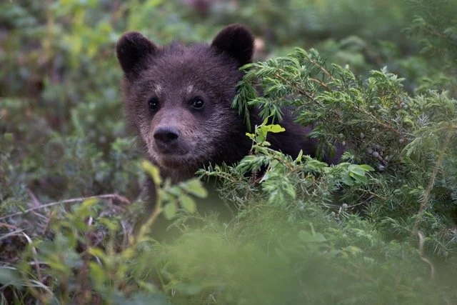 cub_1.jpg-2025-7-31 21.43.44 Medium.jpeg
