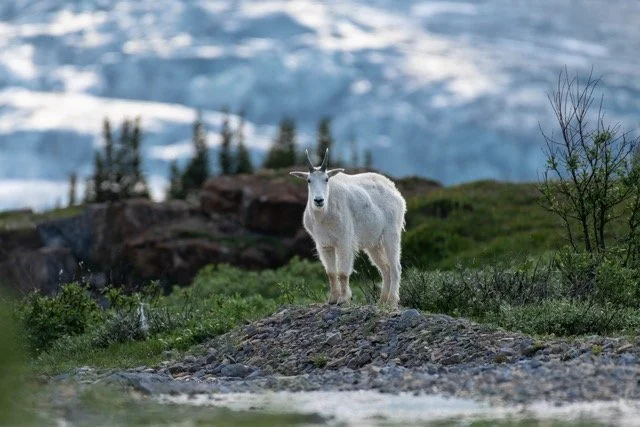 Favourite_goat_encounter_2.jpg-2025-7-31 21.43.44 Medium.jpeg