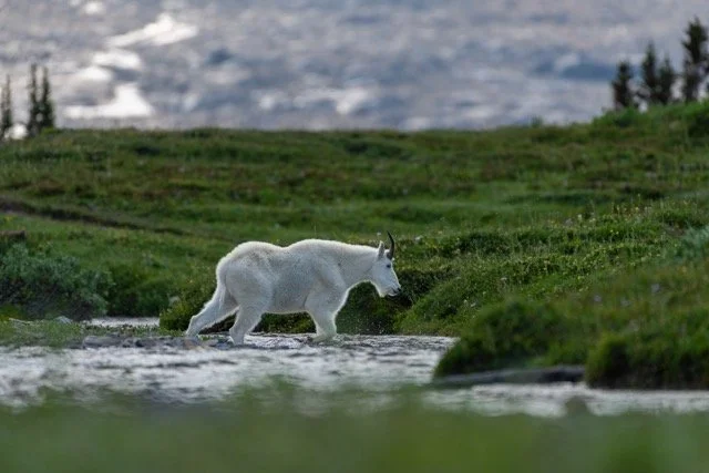 Favourite_Goat_encounter.jpg-2025-7-31 21.43.44 Medium.jpeg