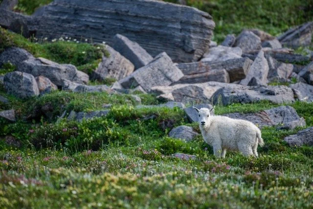 favourite_goat_encounter_3.jpg-2025-7-31 21.43.44 Medium.jpeg