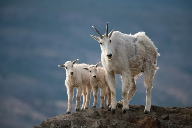 Goats_locally_with_danny.jpg-2025-7-31 21.43.44 Medium.jpeg