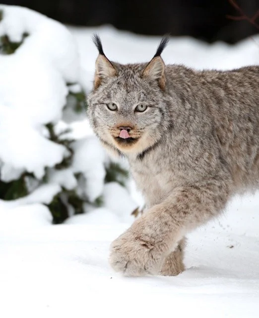 Lynx_encounter_2.jpg-2025-7-31 21.43.44 Medium.jpeg
