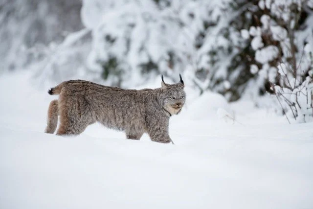 Lynx_encounter_1.jpg-2025-7-31 21.43.44 Medium.jpeg