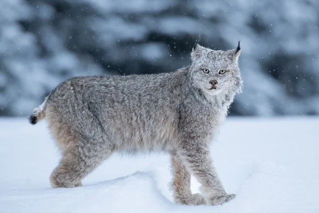 Second_lynx_encounter_1.jpg-2025-7-31 21.43.44 Medium.jpeg