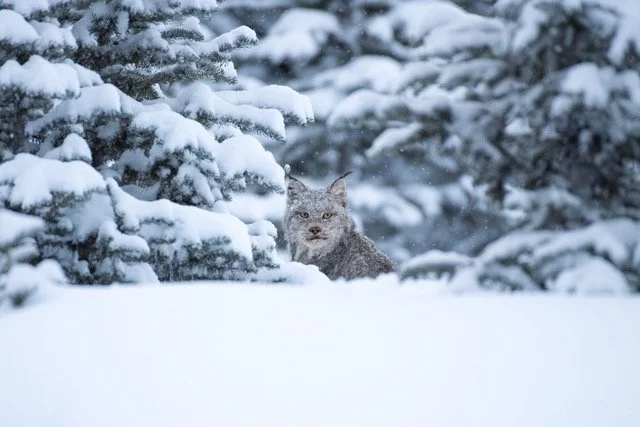 Second_lynx_encounter_3.jpg-2025-7-31 21.43.44 Medium.jpeg