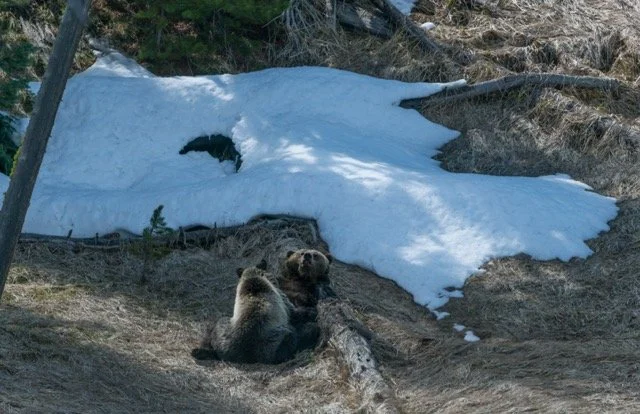 first ever photo with long lens handed to me by the ranger in Yellowstone.jpg-2025-7-31 22.5.16 Medium.jpeg