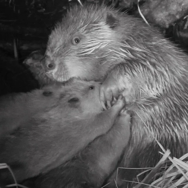 ASW-BEAVER-1.52 Medium.jpeg