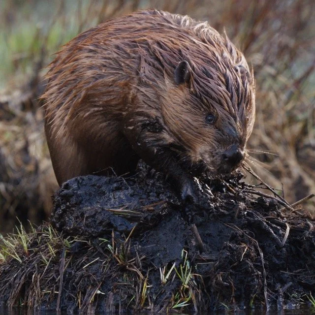 ASW-BEAVER-1.63 Medium.jpeg