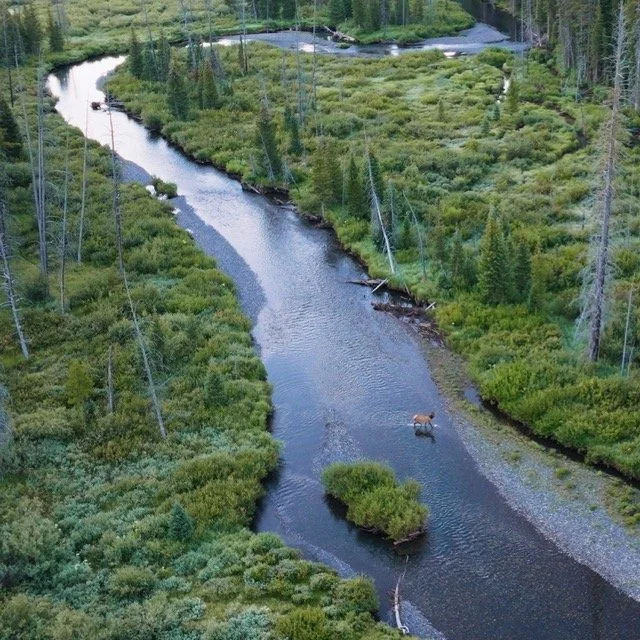 ASW-BEAVER-1.71 Medium.jpeg