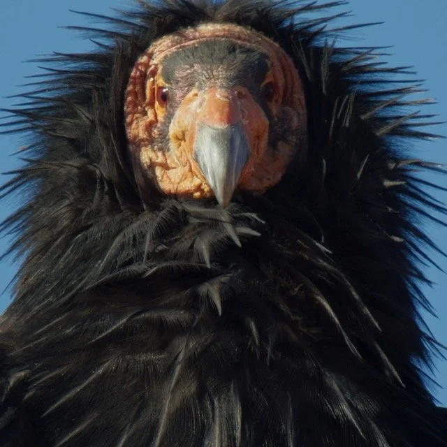 ASW-CONDOR-_1.1.188 Medium.jpeg