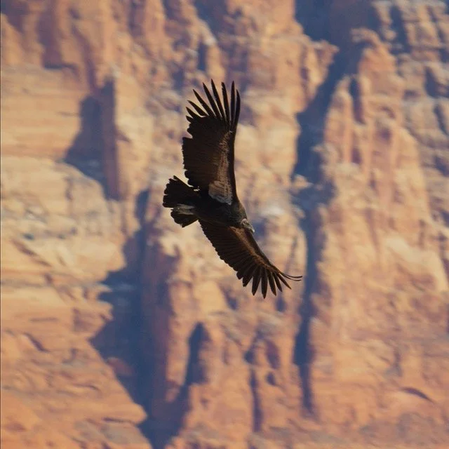ASW-CONDOR-_1.1.210 Medium.jpeg