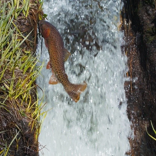ASW-CUTTHROAT-1.89 Medium.jpeg