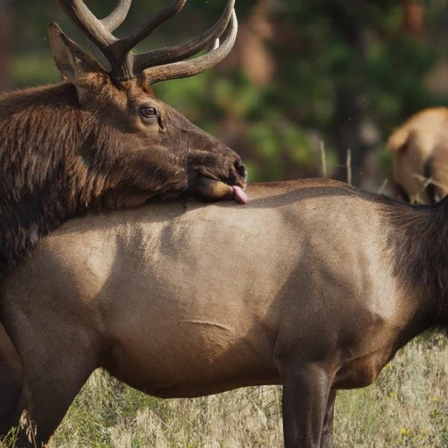 ASW-ELK-1.21 Medium.jpeg