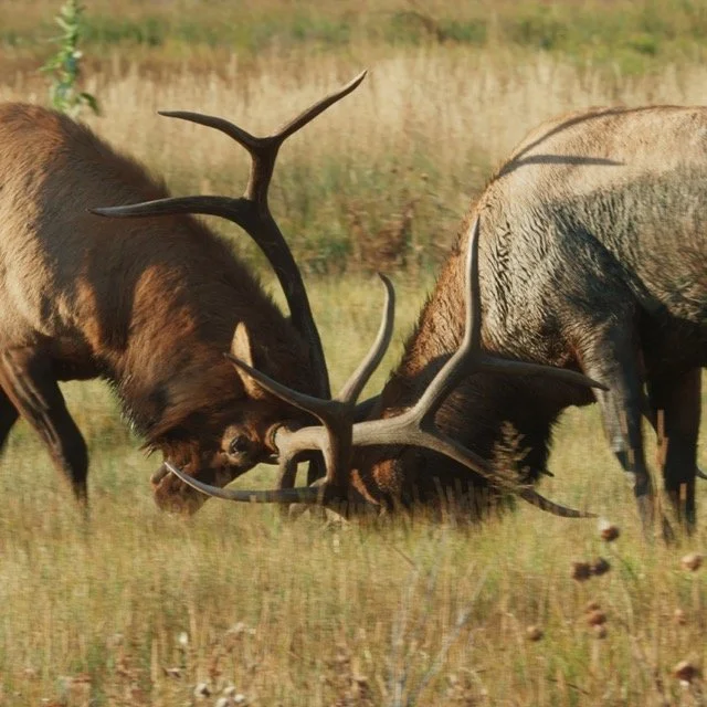 ASW-ELK-1.27 Medium.jpeg