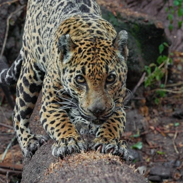 ASW-JAGUAR-_1.1.300 Medium.jpeg