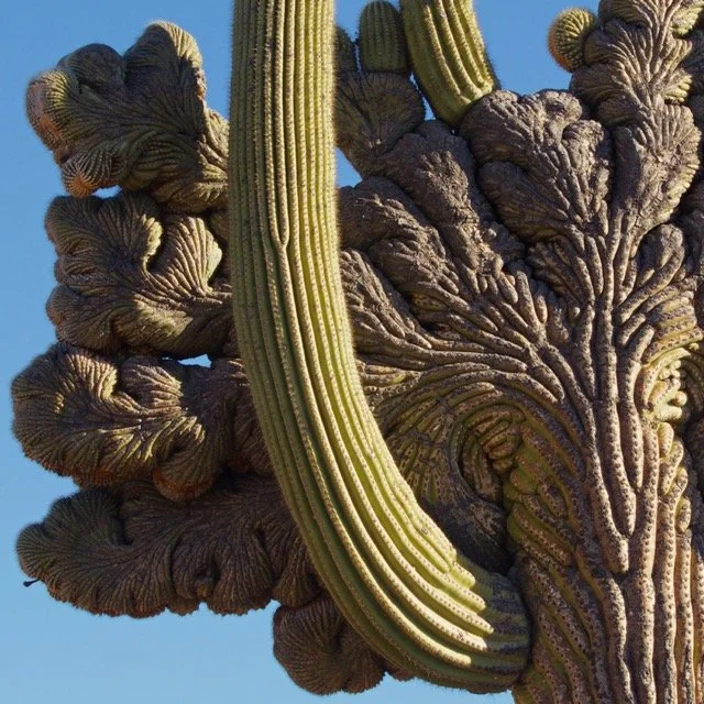 ASW-SAGUARO-_1.1.269 Medium.jpeg