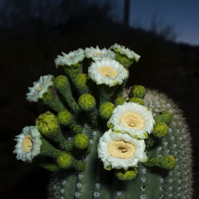 ASW-SAGUARO-_1.1.276 Medium.jpeg