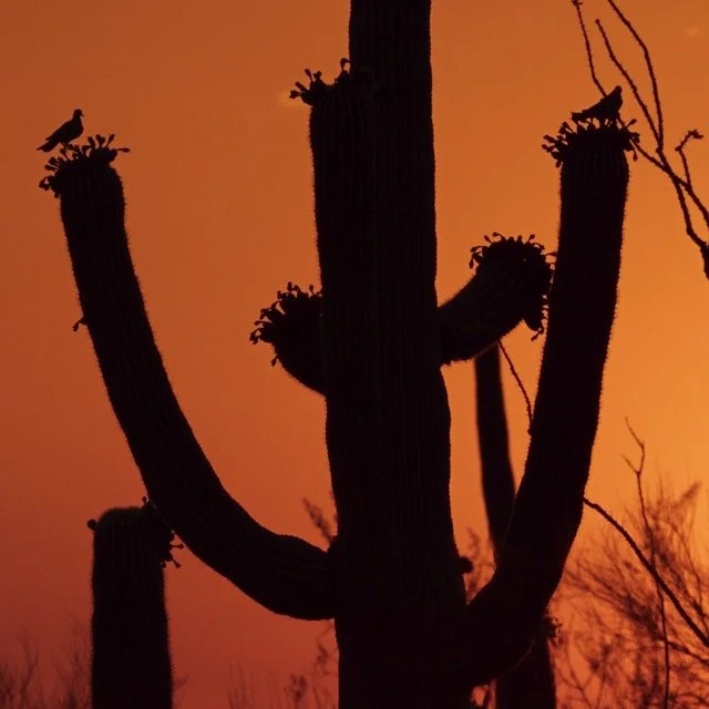 ASW-SAGUARO-_1.1.279 Medium.jpeg