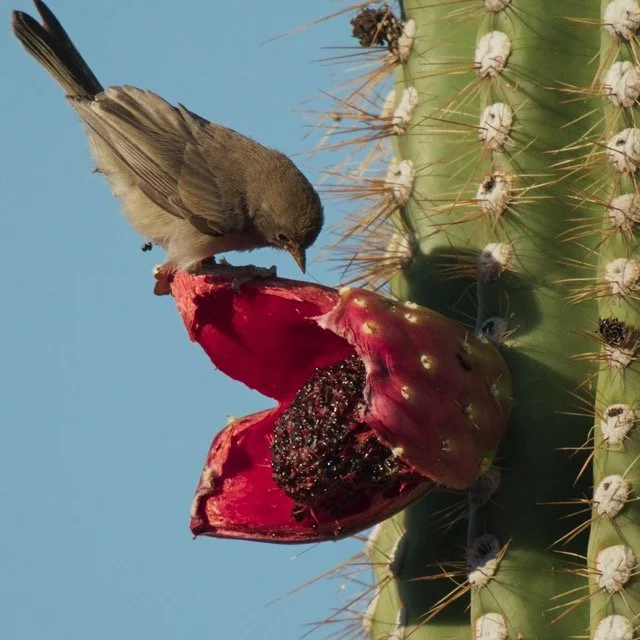 ASW-SAGUARO-_1.1.282 Medium.jpeg