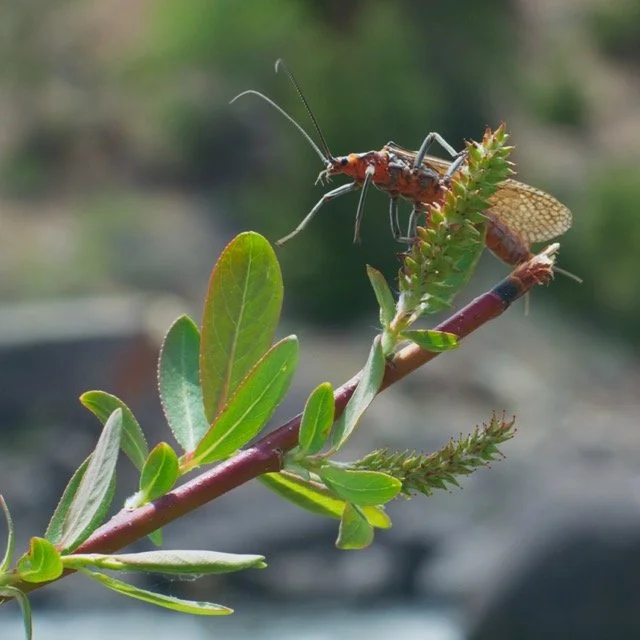 ASW-SALMONFLY-_1.1.117 Medium.jpeg