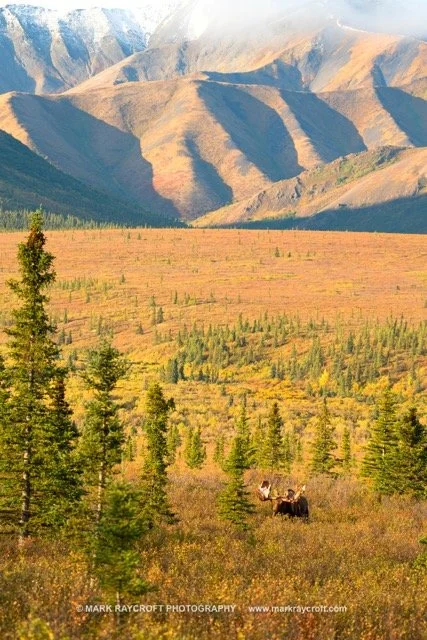 AA9830_Moose_Mark_Raycroft Medium.jpeg