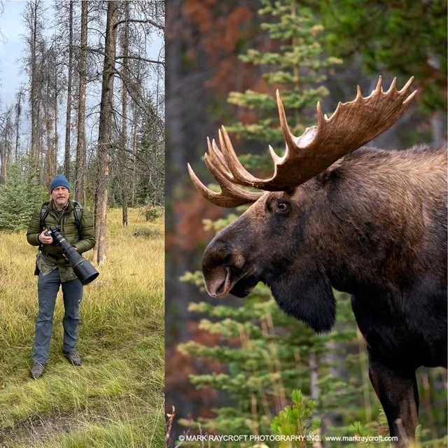 MARK IN THE FIELD - MOOSE Medium.jpeg