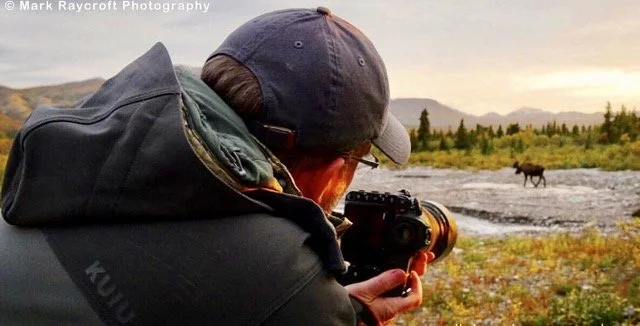 MARK PHOTOGRAPHING MOOSE Medium.jpeg