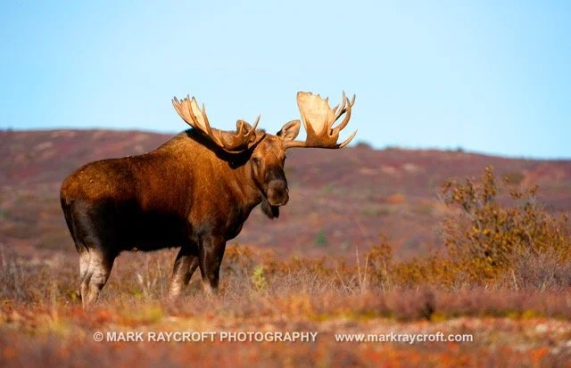 AA6149_Moose_Mark_Raycroft Medium.jpeg