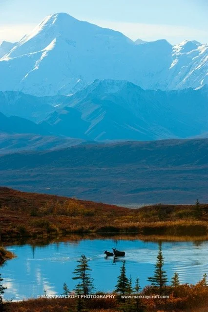 AA6153_Moose_Mark_Raycroft Medium.jpeg