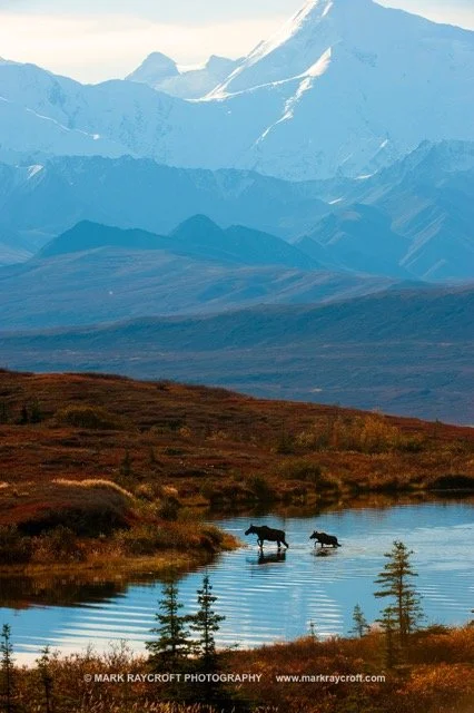 AA6155_Moose_Mark_Raycroft Medium.jpeg