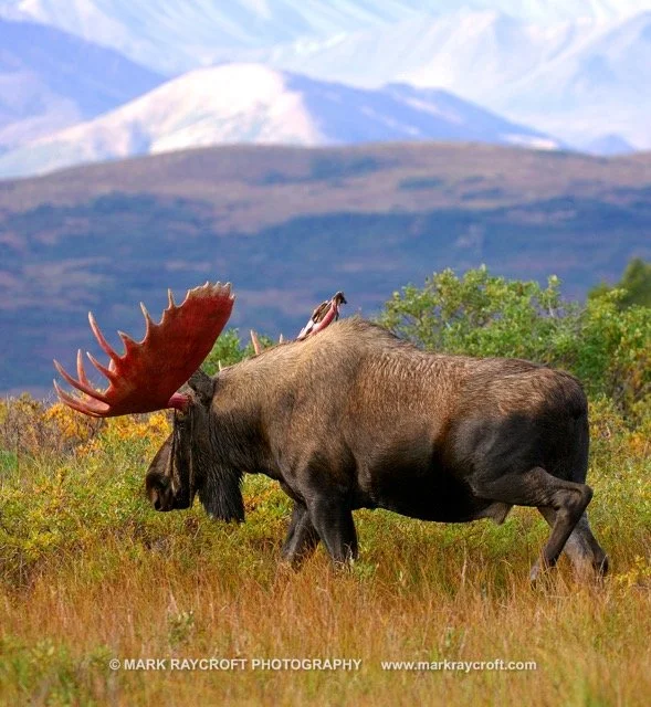 AA3243_Moose_Mark_Raycroft Medium.jpeg