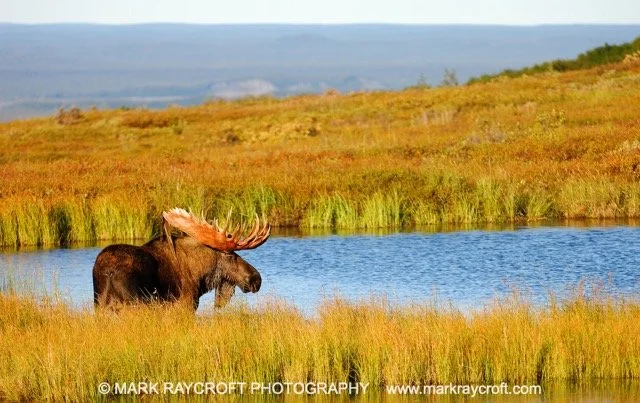 AA3203_Moose_Mark_Raycroft Medium.jpeg