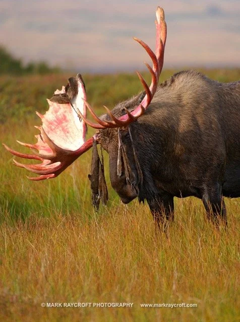 AA3233_Moose_Mark_Raycroft Medium.jpeg