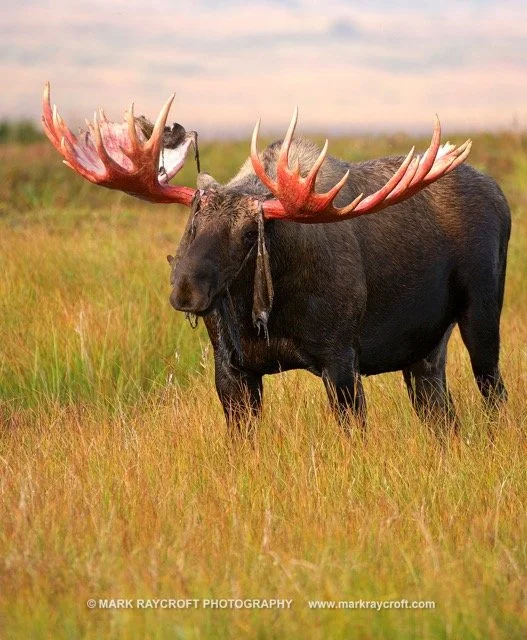 AA3234_Moose_Mark_Raycroft12x18 Medium.jpeg