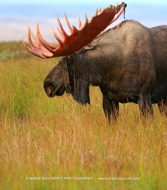 AA3235_Moose_Mark_Raycroft Medium.jpeg