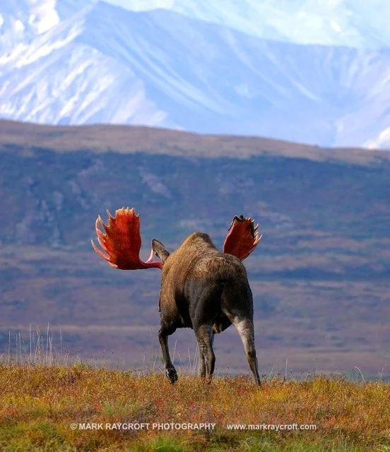 AA3244_Moose_Mark_Raycroft Medium.jpeg