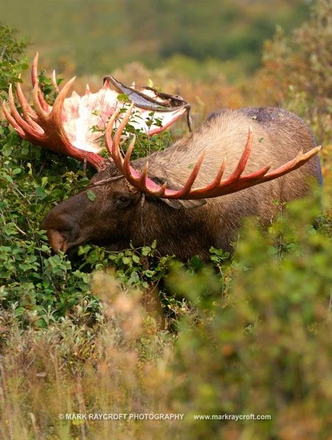 AA3249_MR Medium.jpeg