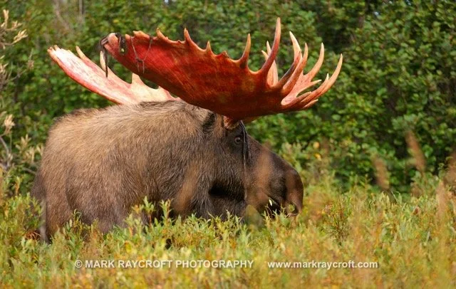 AA3253_Moose_Mark_Raycroft Medium.jpeg