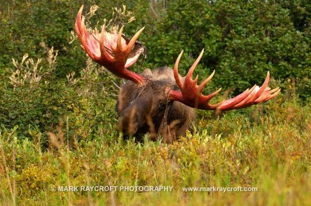 AA3260_Moose_Mark_Raycroft Medium.jpeg