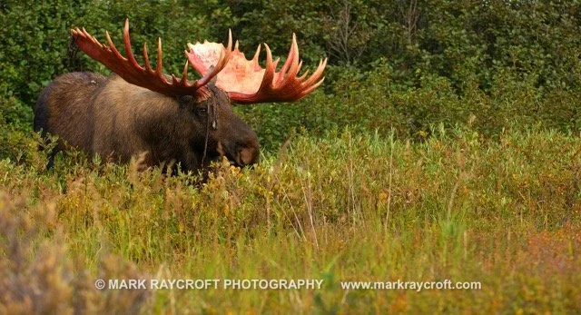 AA3264_Moose_Mark_Raycroft Medium.jpeg